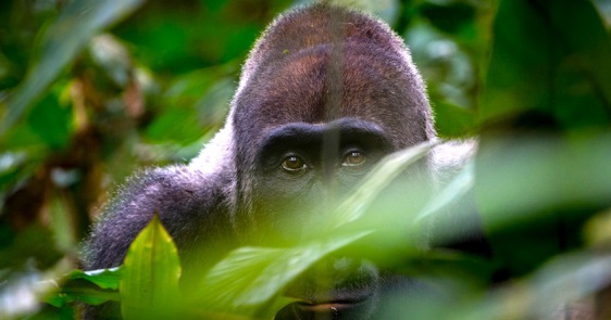 congo-gorilla-safari-and-tour